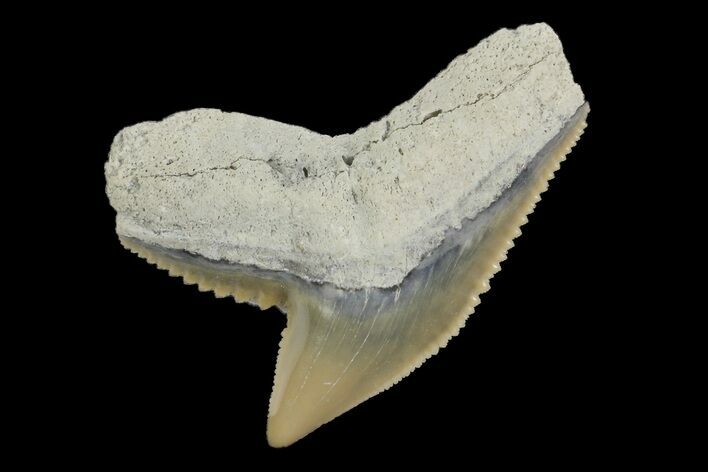 Fossil Tiger Shark (Galeocerdo) Tooth - Aurora, NC #179046